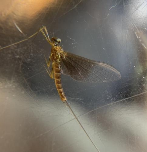 Rhithrogena sp.