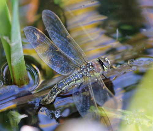 Brachytron pratense