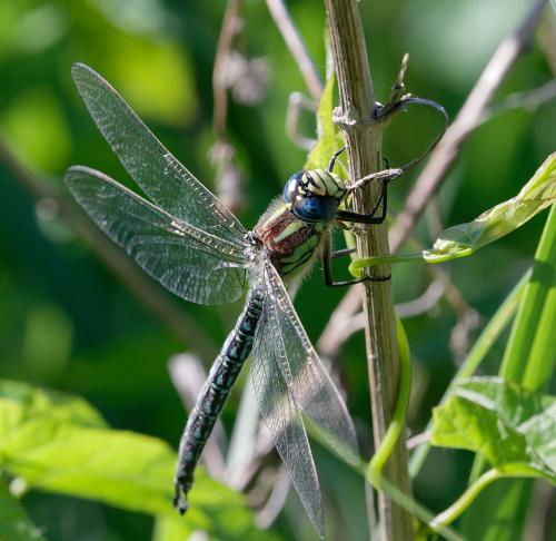 Brachytron pratense