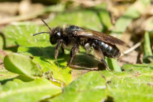 Andrena nigrospina