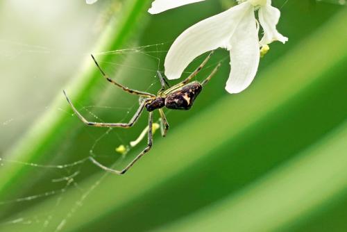 Tetragnatha obtusa