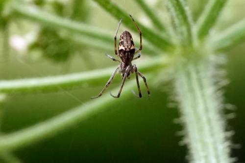 Tetragnatha obtusa