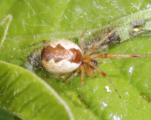 Réf. 283 604 : Anelosimus vittatus