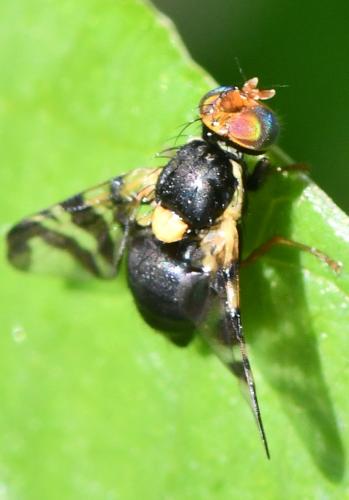 Rhagoletis cerasi