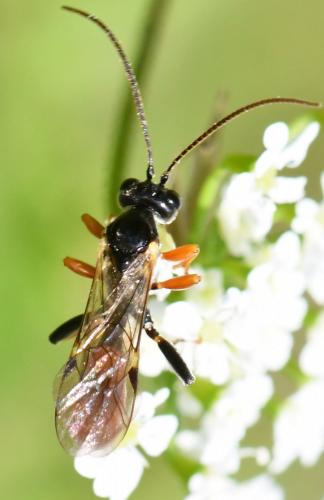 Tryphon sp.