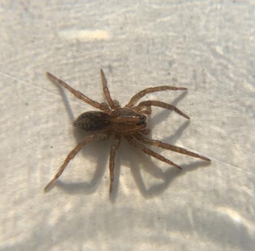 Trochosa sp.