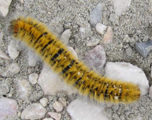 Lasiocampa trifolii
