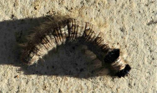 Réf. 283 245 : Dendrolimus pini