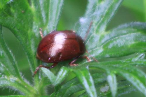 Chrysolina staphylaea