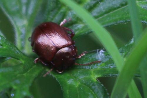 Chrysolina staphylaea
