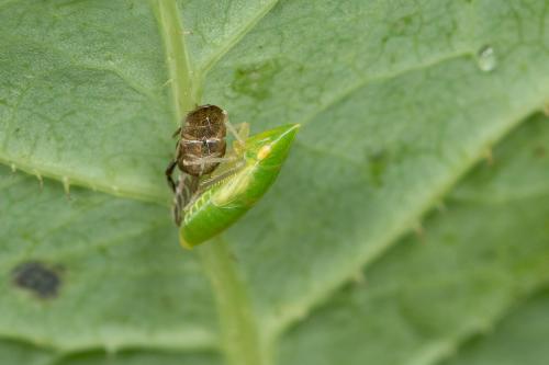 Réf. 283 379 : Aphrodes sp.