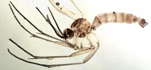 Orfelia sp.