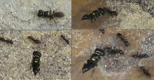 Tracheliodes quinquenotatus