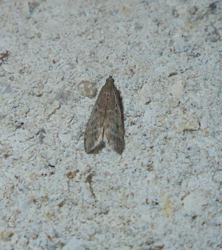 Réf. 283 606 : Ephestia sp.
