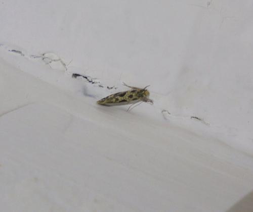 Réf. 283 647 : Nemapogon sp.