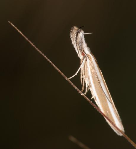 Réf. 283 682 : Pleurota aristella