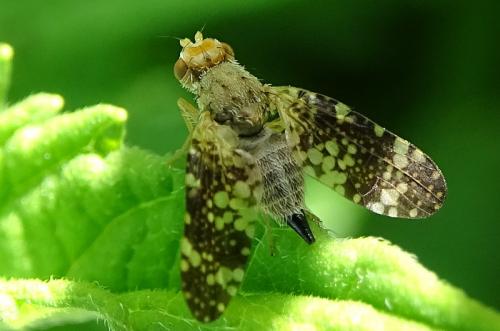 Réf. 283 894 : Oxyna parietina