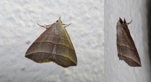 Colobochyla salicalis