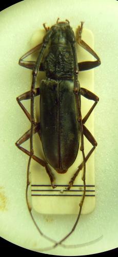 Tapinolachnus lacordairei
