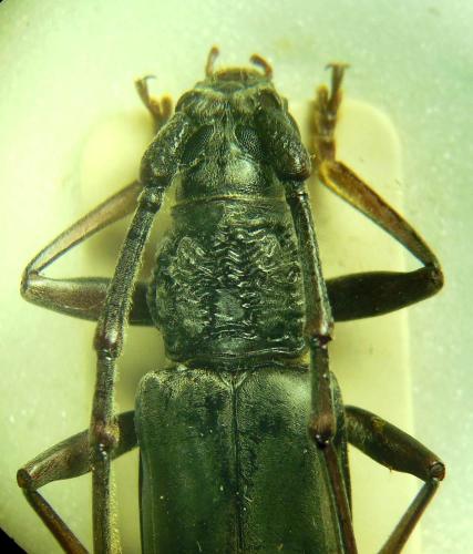 Tapinolachnus lacordairei