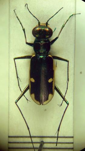 Hypaetha biramosa