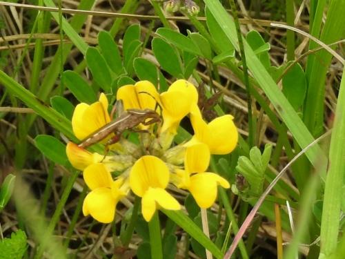 Camptopus lateralis