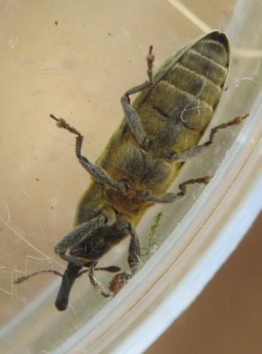 Réf. 283 968 : Lixus filiformis