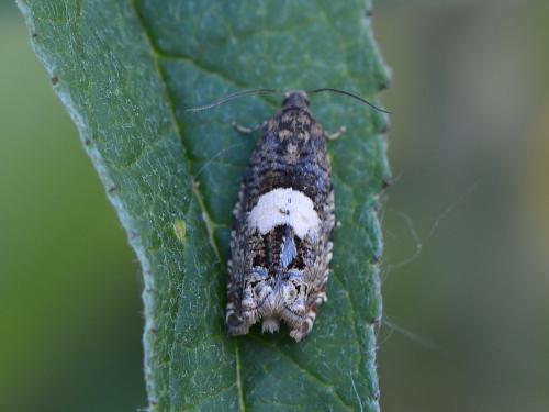 Epiblema sp.