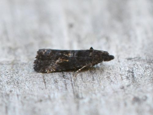 Endothenia sp.
