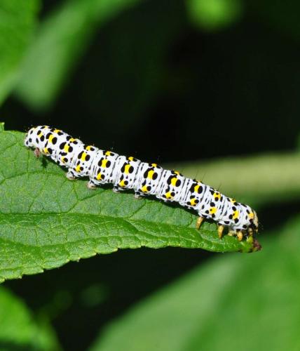 Réf. 283 908 : Cucullia verbasci