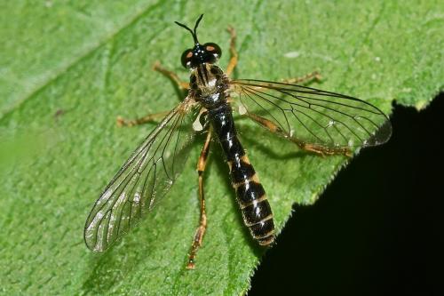 Dioctria linearis