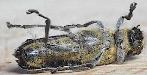 Saperda populnea