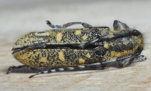 Saperda populnea