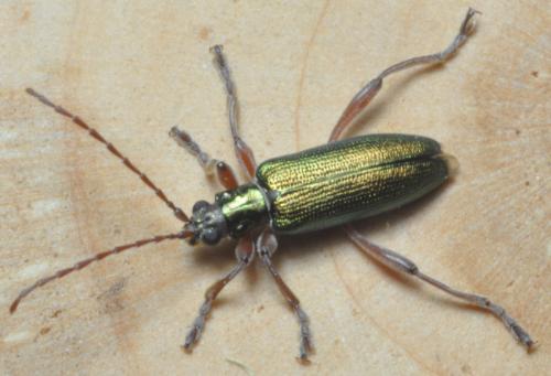 Donacia clavipes