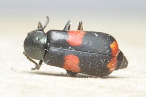Réf. 283 125 : Anthocomus fasciatus