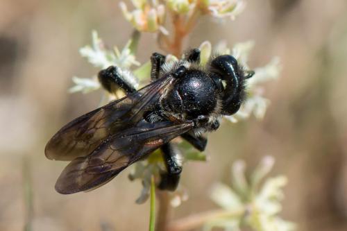 Andrena sp.