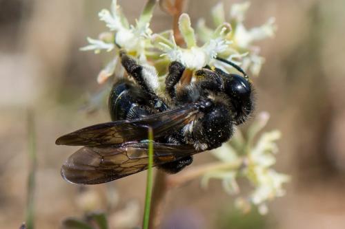 Andrena sp.