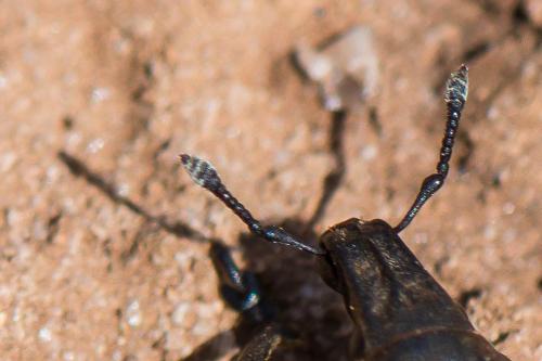 Leucophyes sp.