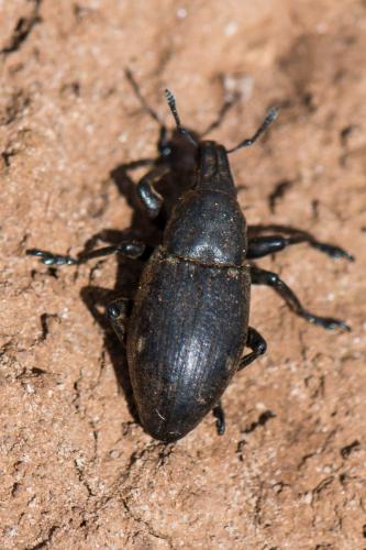 Leucophyes sp.