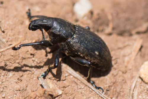 Leucophyes sp.