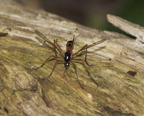 Tanyptera atrata