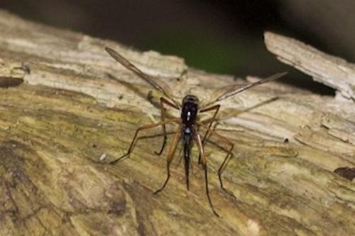 Tanyptera atrata