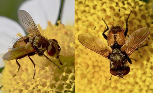 Eliozeta pellucens