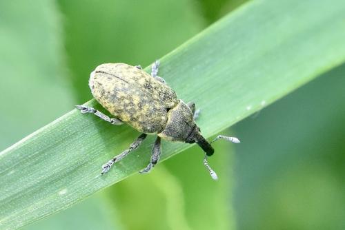 Réf. 283 525 : Larinus carlinae