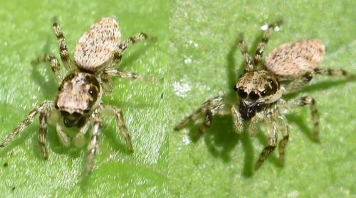 Réf. 283 636 : Salticus sp.
