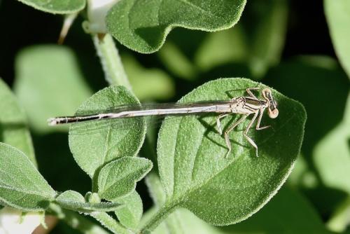 Platycnemis pennipes