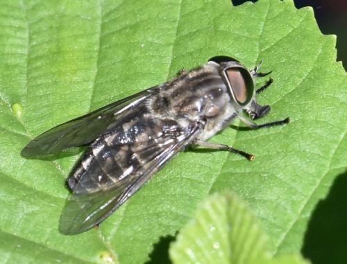 Réf. 283 635 : Tabanus autumnalis