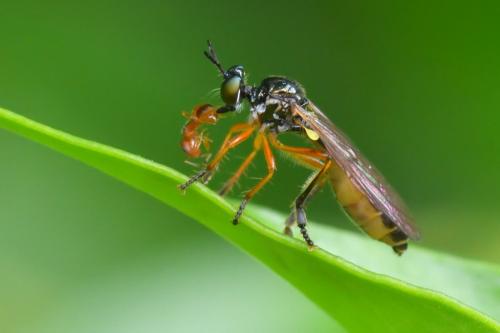 Dioctria bicincta