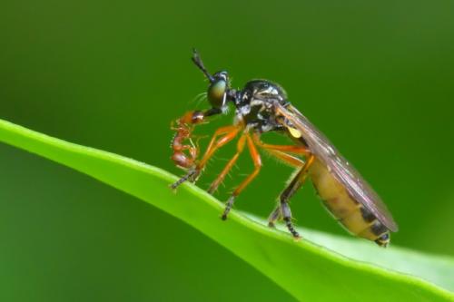Dioctria bicincta
