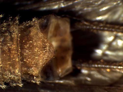 Dinocras cephalotes